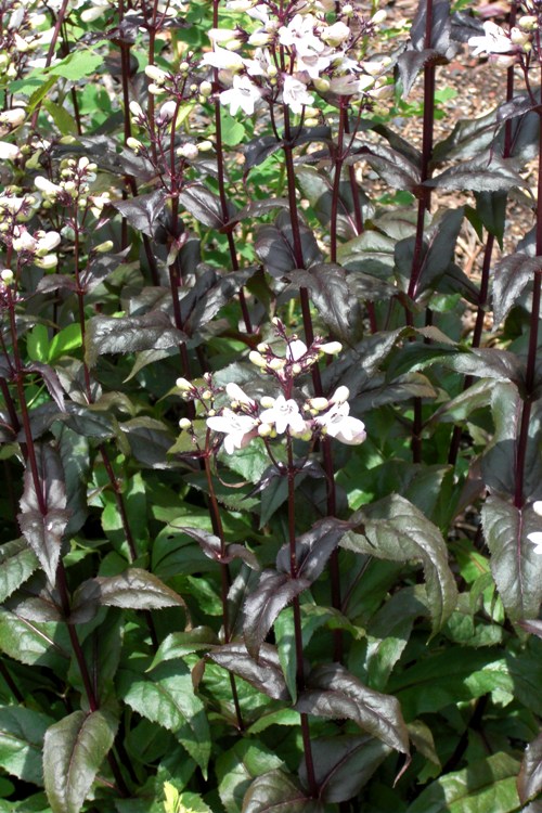 PENSTEMON DIGITALIS HUSKER RED