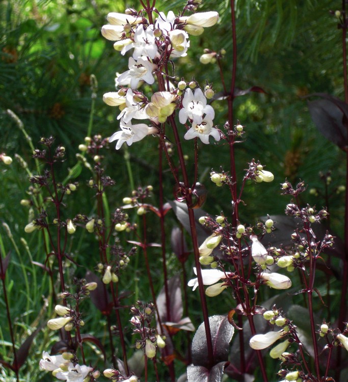 PENSTEMON DIGITALIS HUSKER RED