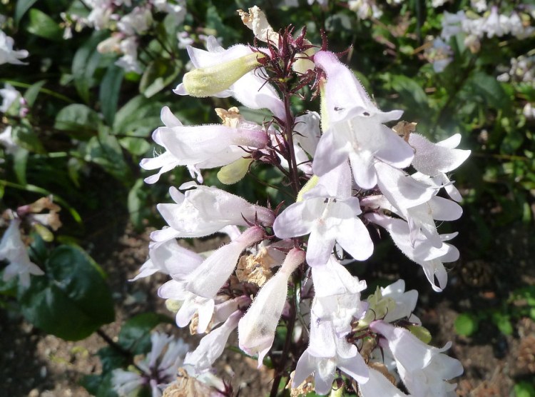 PENSTEMON DIGITALIS HUSKER RED
