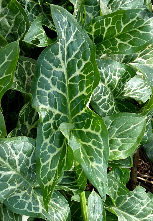 ARUM ITALICUM