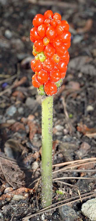 ARUM ITALICUM