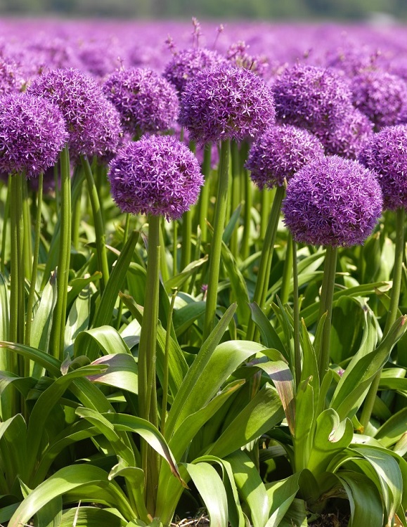 ALLIUM GIGANTEUM GLOBMASTER