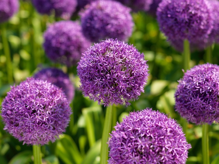 ALLIUM GIGANTEUM GLOBMASTER