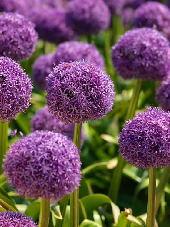 ALLIUM GIGANTEUM GLOBMASTER