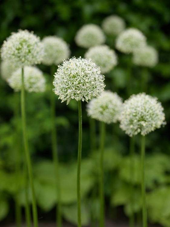ALLIUM MOUNT EVEREST