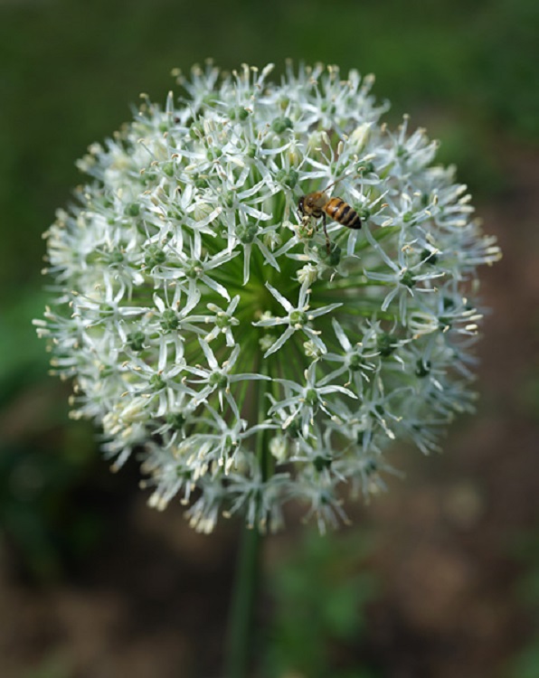 ALLIUM MOUNT EVEREST