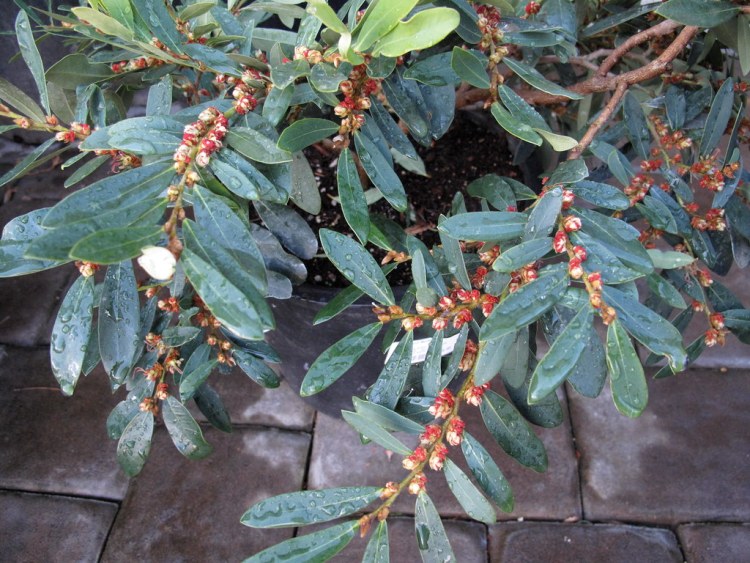 DISTYLIUM X BLUE CASCADE