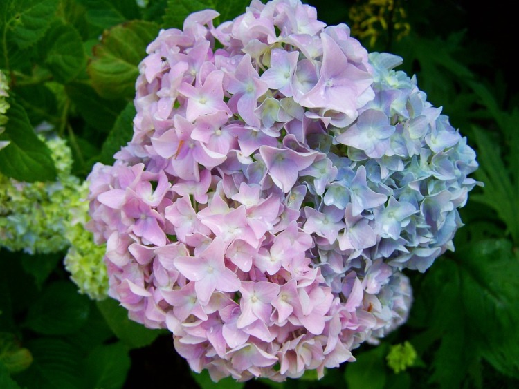 HYDRANGEA MACROPHYLLA TOVELIT