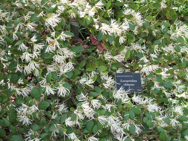 LOROPETALUM CHINENSE SNOW DANCE