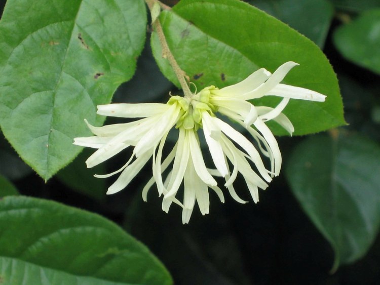 LOROPETALUM CHINENSE SNOW DANCE