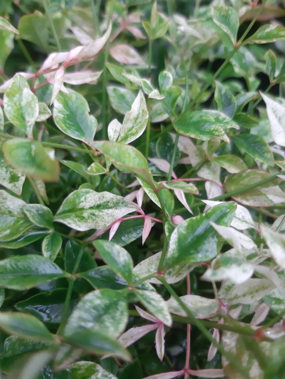 NANDINA DOMESTICA TWILIGHT