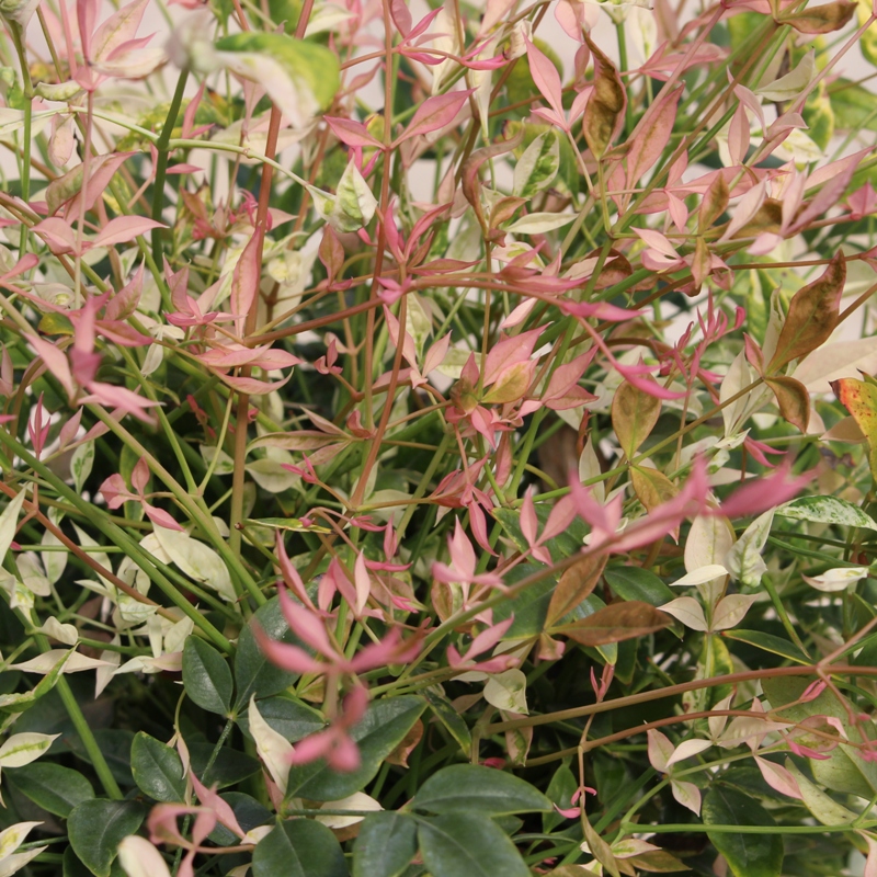NANDINA DOMESTICA TWILIGHT