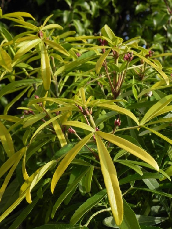 CHOISYA TERNATA AZTEC GOLD