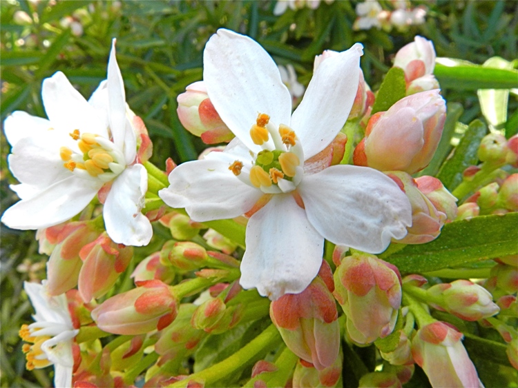 CHOISYA X SCENTED GEM