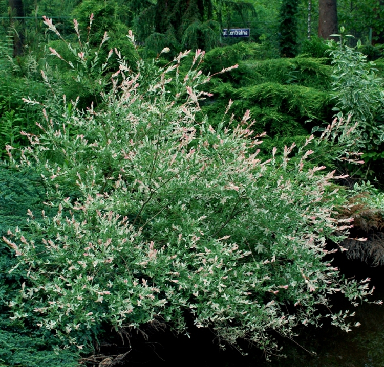 SALIX INTEGRA HAKURO NISHIKI