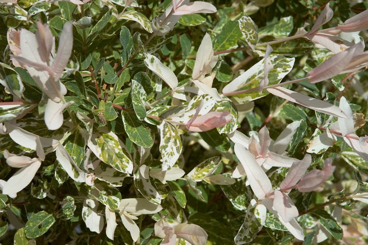 SALIX INTEGRA HAKURO NISHIKI