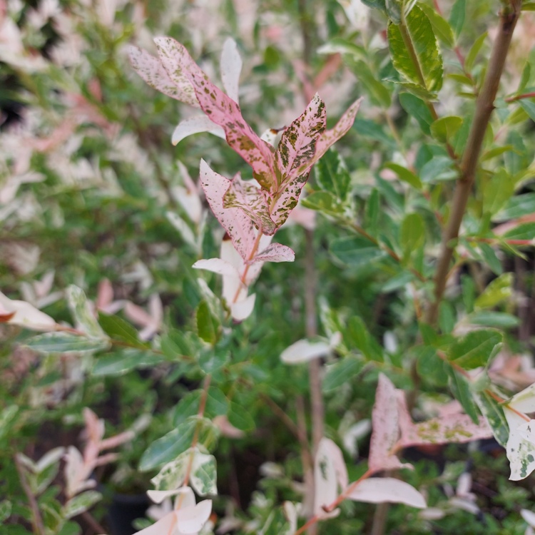 SALIX INTEGRA HAKURO NISHIKI