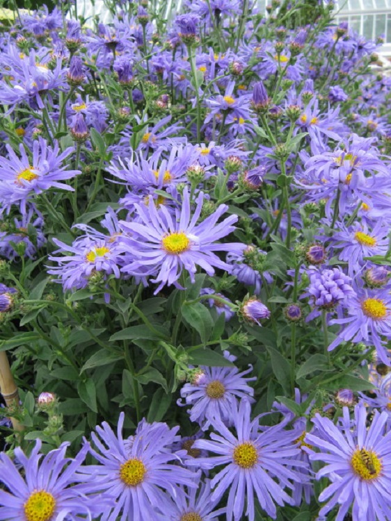 ASTER FRIKARTII WUNDER VON STAFA