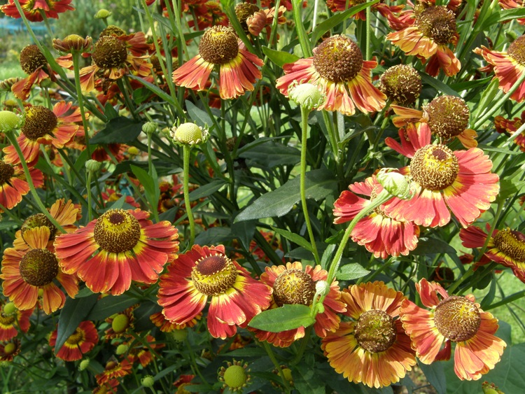 HELENIUM AUTUMNALE SALSA