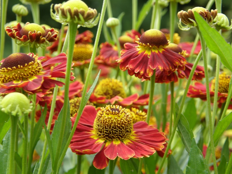 HELENIUM AUTUMNALE SALSA