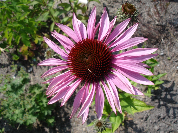 ECHINACEA PURPUREA MERLOT