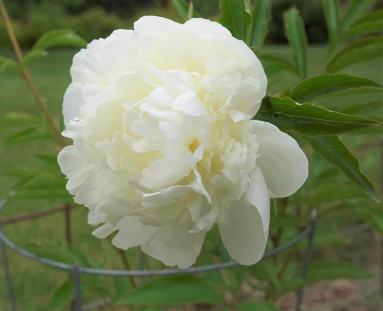 PAEONIA OFFICINALIS ALBA PLENA