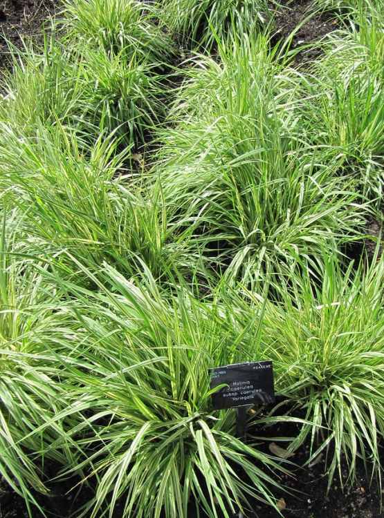MOLINIA CAERULEA VARIEGATA