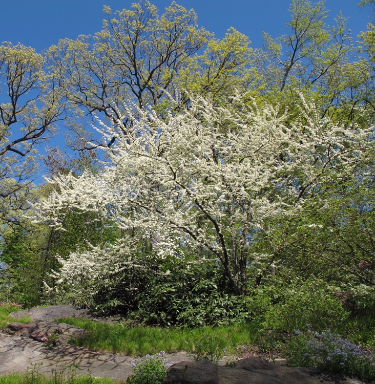 CERCIS CANADENSIS ROYAL WHITE