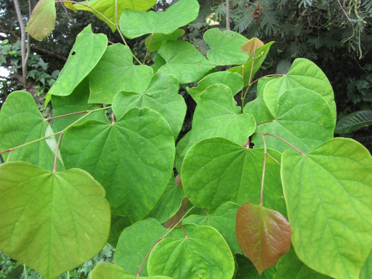 CERCIS CANADENSIS ROYAL WHITE