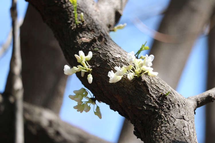 CERCIS CANADENSIS ROYAL WHITE