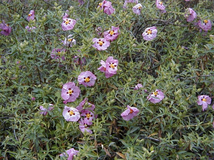 CISTUS X PURPUREUS