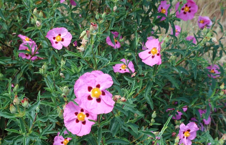 CISTUS X PURPUREUS