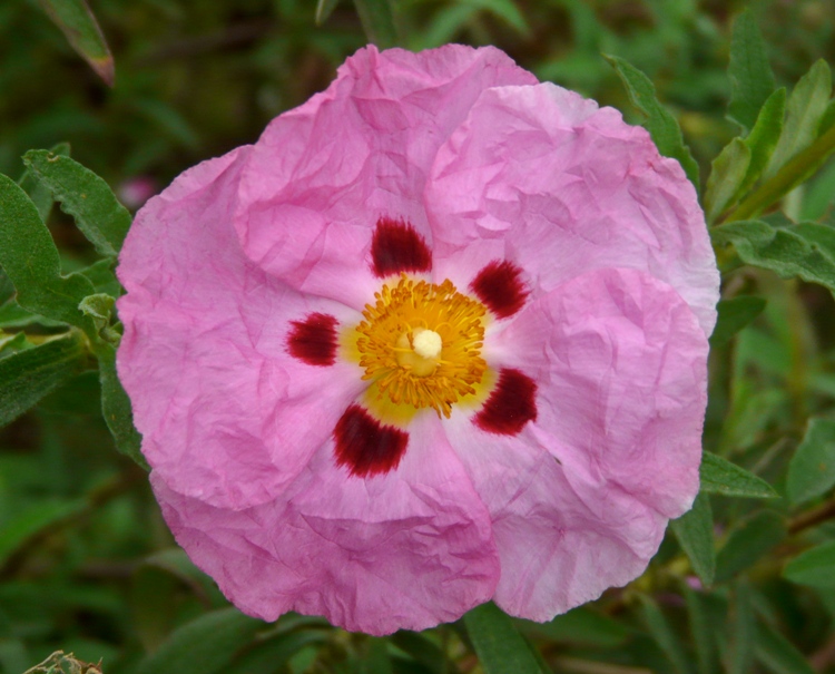 CISTUS X PURPUREUS