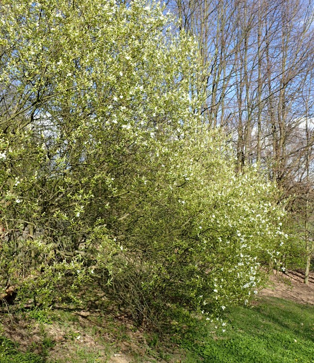 EXOCHORDA RACEMOSA