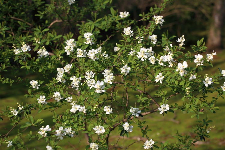 EXOCHORDA RACEMOSA