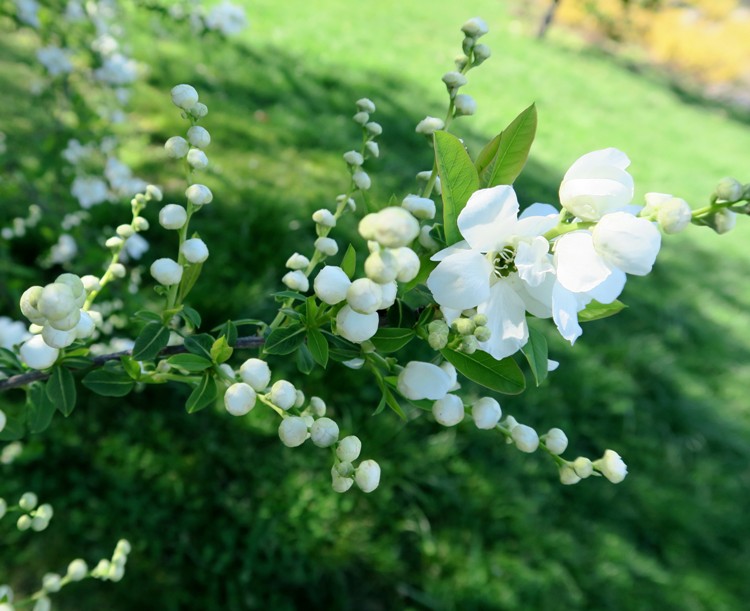 EXOCHORDA RACEMOSA
