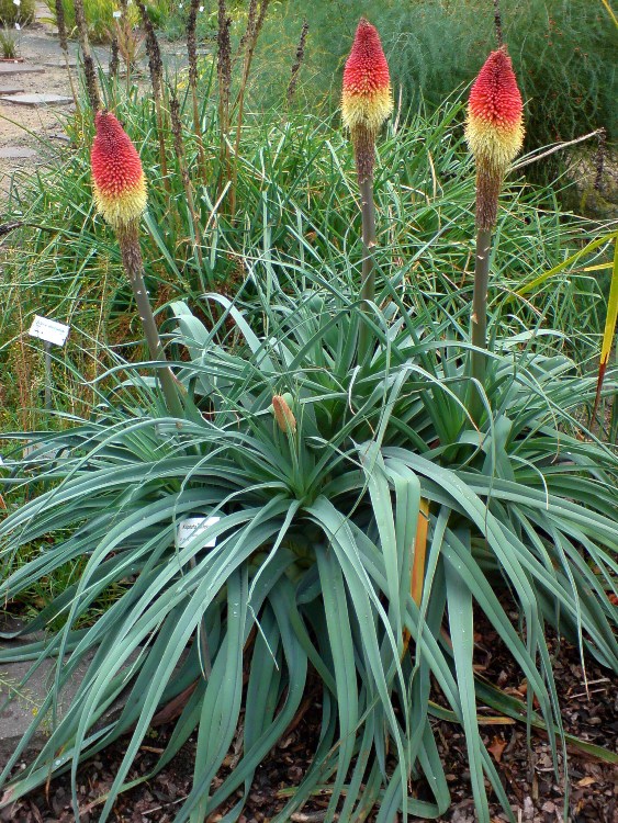 KNIPHOFIA CAULESCENS CORAL BREAKERS