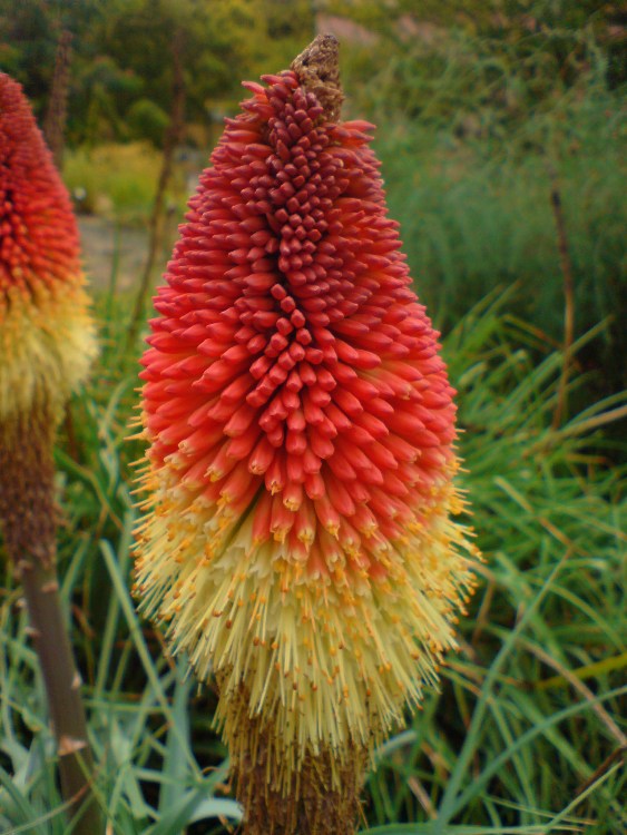 KNIPHOFIA CAULESCENS CORAL BREAKERS