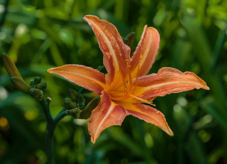 HEMEROCALLIS MARGARET PERRY