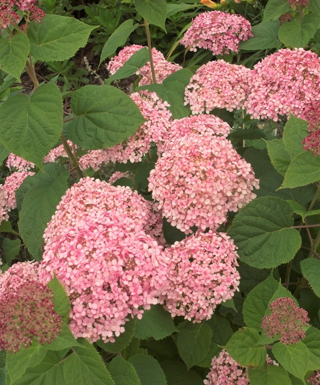 HYDRANGEA ARBORESCENS MAGICAL PINKERBELL
