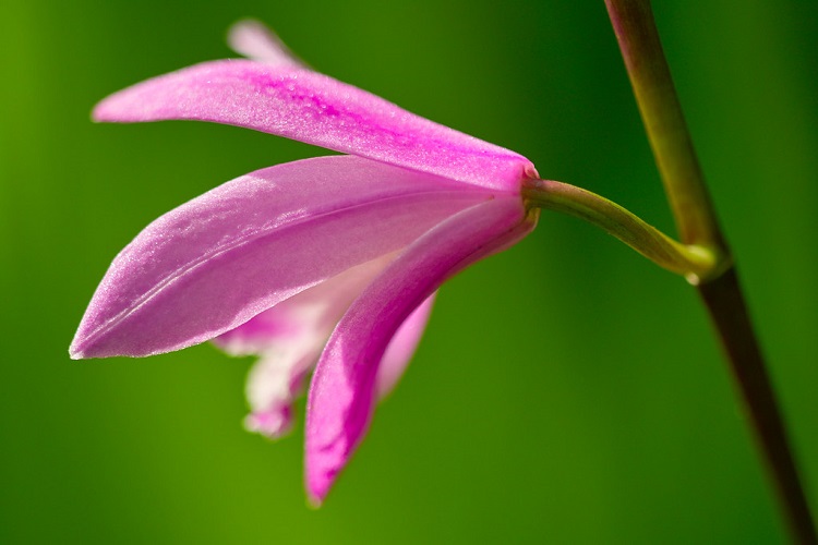 BLETILLA STRIATA SHI-RAN