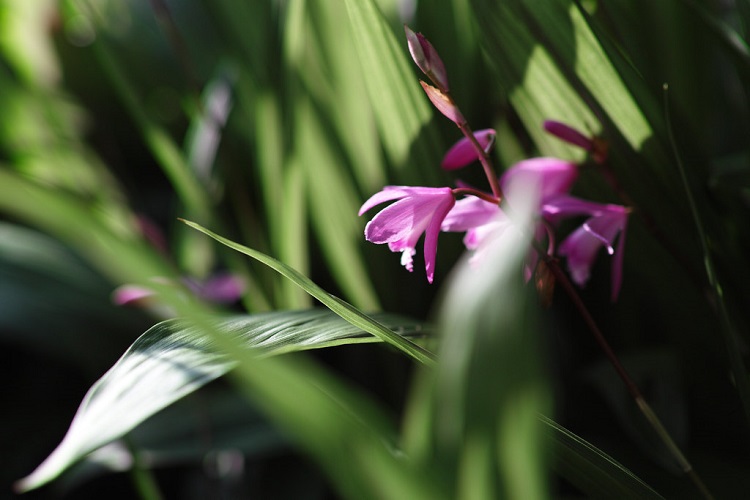 BLETILLA STRIATA SHI-RAN