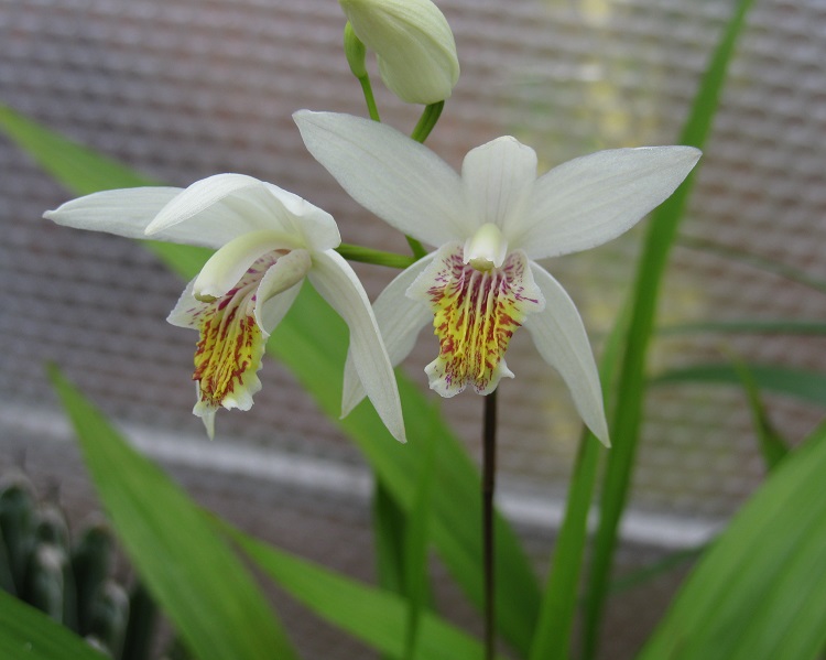 BLETILLA STRIATA ALBA