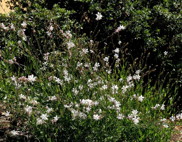 GAURA LINDHEIMERI COMPACT WHITE