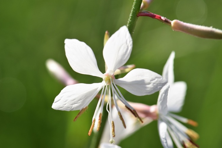 GAURA LINDHEIMERI COMPACT WHITE