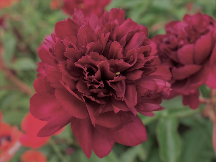 PAEONIA LACTIFLORA FRANCOISE DE ORTEGAT