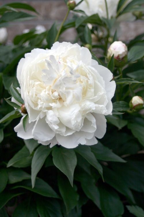 PAEONIA LACTIFLORA JUBILEE