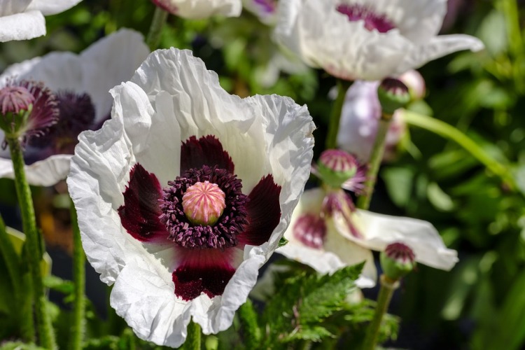 PAPAVER ORIENTALE ROYAL WEDDING