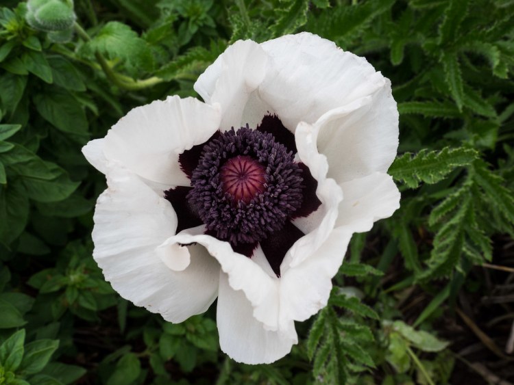 PAPAVER ORIENTALE ROYAL WEDDING