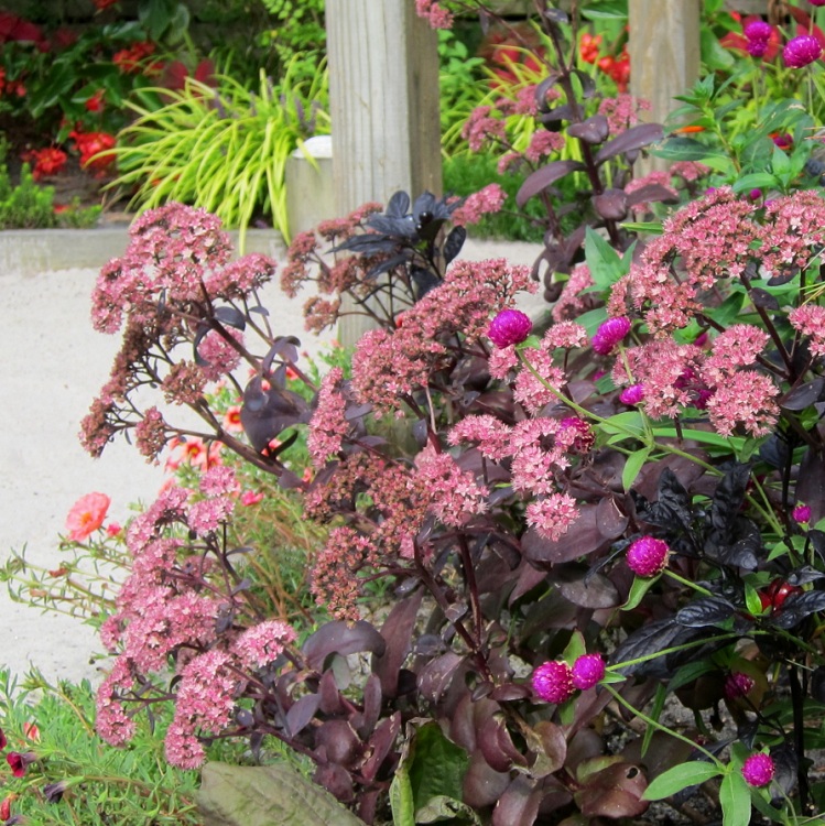 SEDUM SPECTABILE XENOX